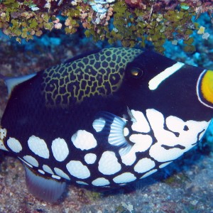 Clown Triggerfish