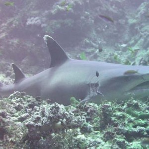 Shark_on_Elphinstone