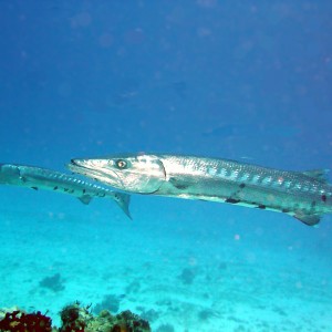 Barracudas