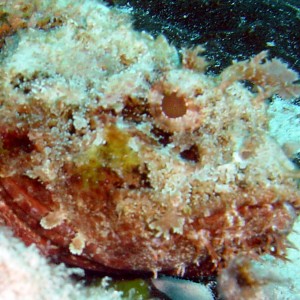 Scorpion Fish