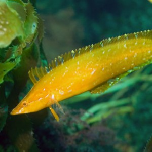 giant_kelp_fish