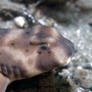 horn_shark_close