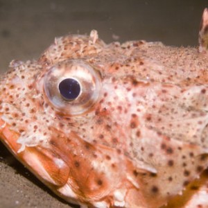 scorpionfish