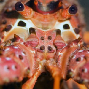 lobster_eyes