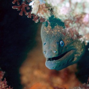 moray_eel