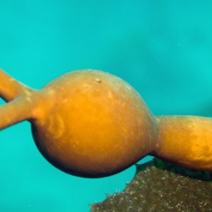 kelp_ball