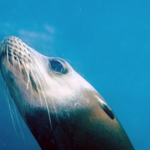 sealion_face