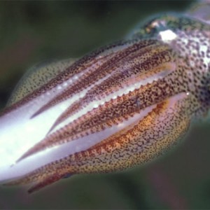 squid_with_egg_crop