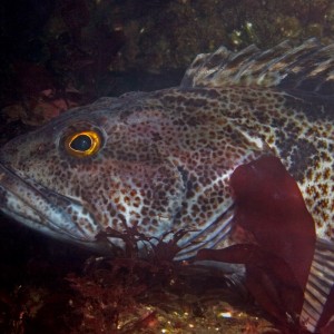 Ling Cod