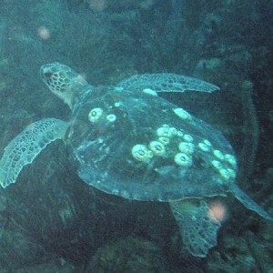 Turtle15