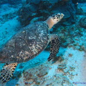 Hawksbill in Cozumel