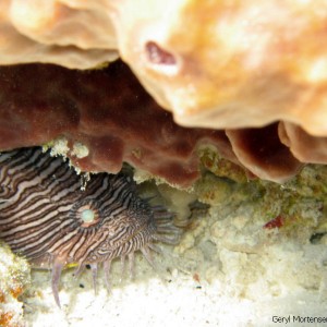 Splendid Toadfish in Cozumel