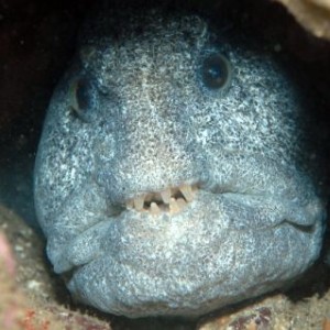 Wolf Eel