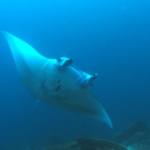 Manta at Sangalaki