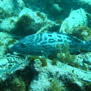 BlackGrouper