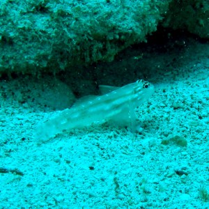 Bridled Goby