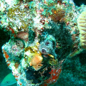 Christmas Tree Coral