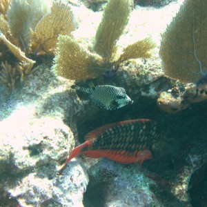 Cowfish and Parrotfish