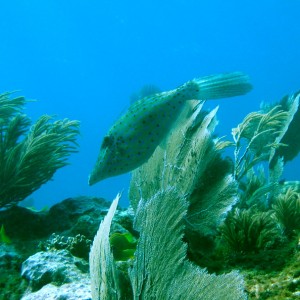 Filefish