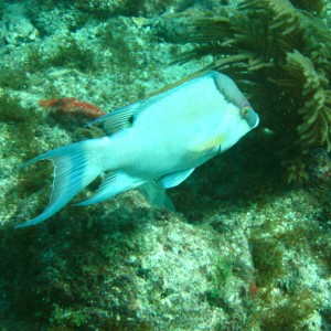 Hogfish