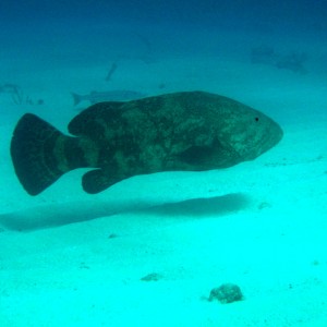 Jewfish