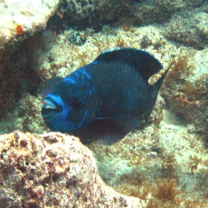 Midnight Parrotfish