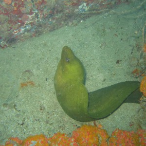 Green Moray on the USS Duane