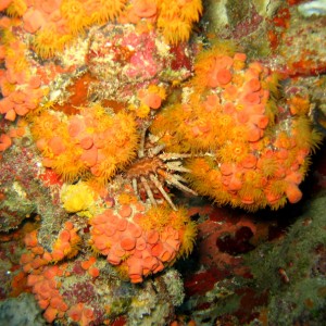 Urchin amongst coral on USS Duane