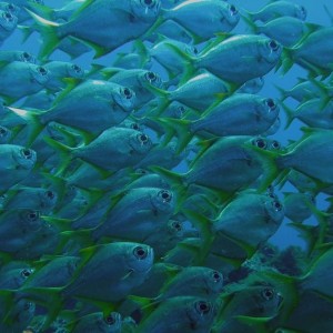 Shoal of fish