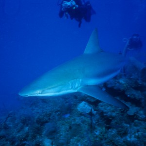 Reef_Shark