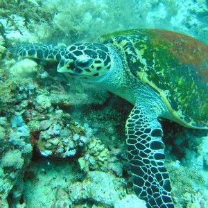 Turtle feeding on soft coral