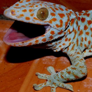 Red Polka Dot Gecko