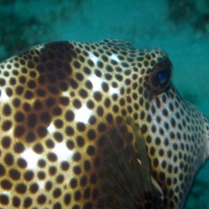 Spotted Trunkfish