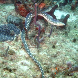 Sharptail Eel