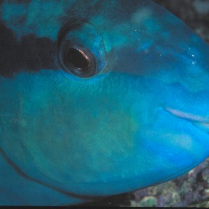 Parrotfish Mugshot
