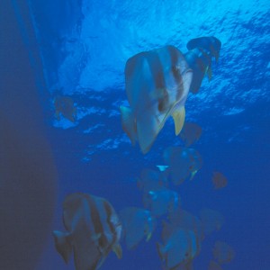 Batfish under Star Dancer PNG