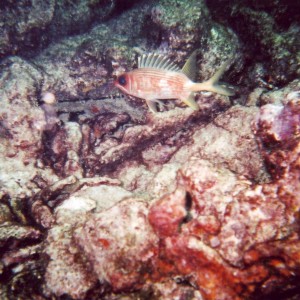 Longfin squirrelfish