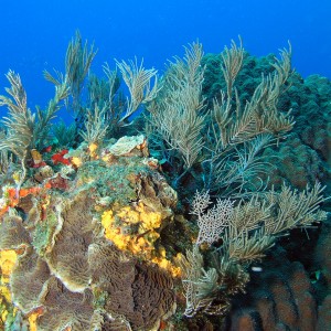 Healthy Reef post Wilma 1