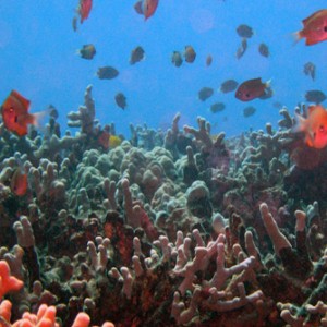 Reef4