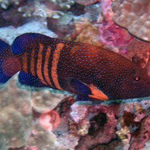 Parrotfish2