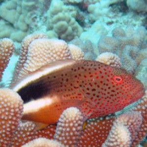 Another-fish-on-coral