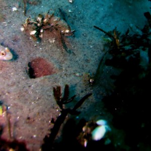 Bay goby and burrow