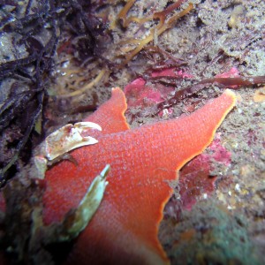 Crab on a Bat Star