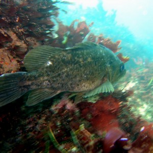 Grass Rockfish