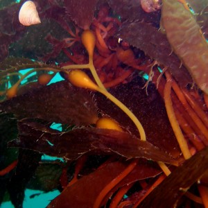 Kelp