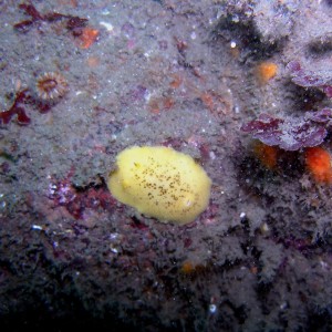 Lemon Nudi