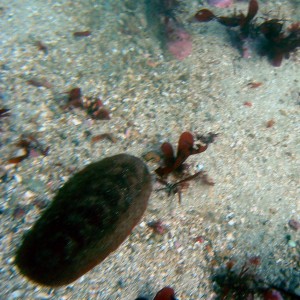 Sea Cucumber