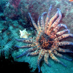 Sunflower Star, Bat Star, and Tube Anemone