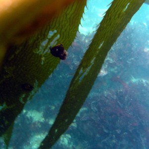 Tattered Kelp or snail bit