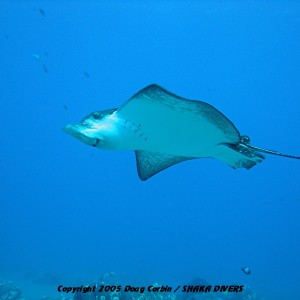 "Spotted Eagle Ray"
